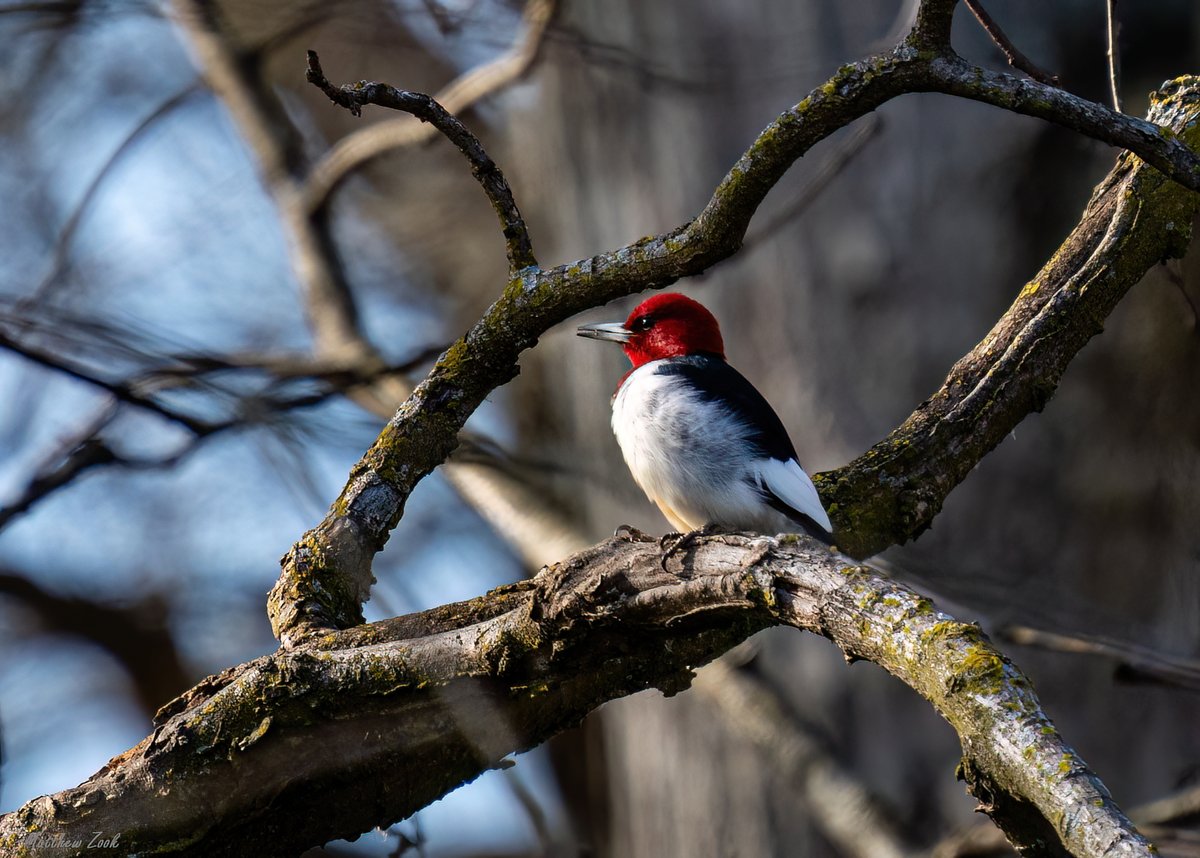 Red-headed woodpecker. (Photo courtesy of Mat Zook) #birds #woodpeckers #naturephotography #willcounty