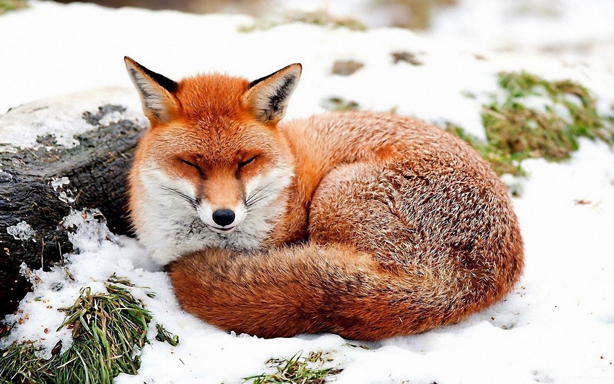 mikesimmo2's tweet photo. #foxhunters it's time to leave these creatures alone. https://t.co/t2DcVpFQ8M