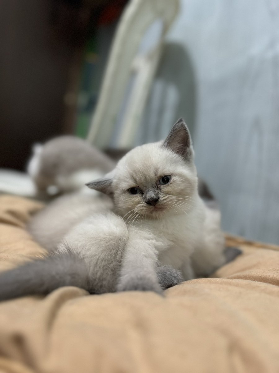 Ahmad_NHT's tweet photo. Pico Poki #cat https://t.co/rmJGSBW6Ow