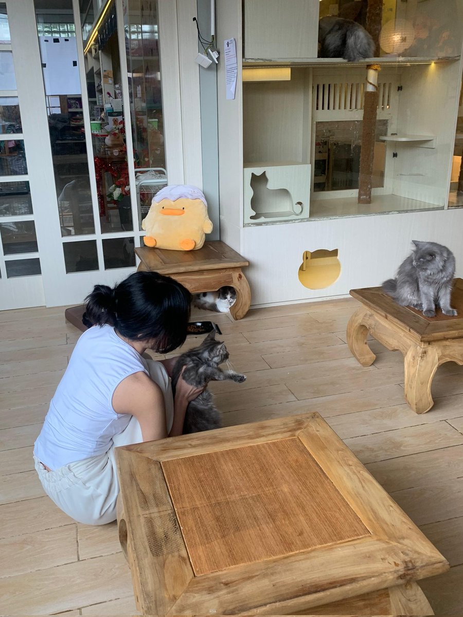 fastidioussly's tweet photo. 🐈 https://t.co/aT3QEkNJ5k