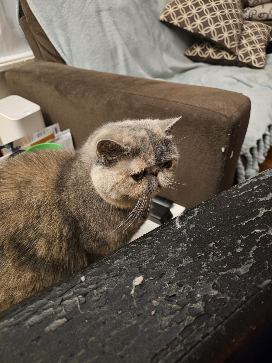 bleuterosome's tweet photo. bleupdate (bleu update): according to my dad she is a bit pensive as it is almost past her bedtime and she would like to sleep but also is holding out for wet food night which is taking longer then usual https://t.co/omrzPz9TBr