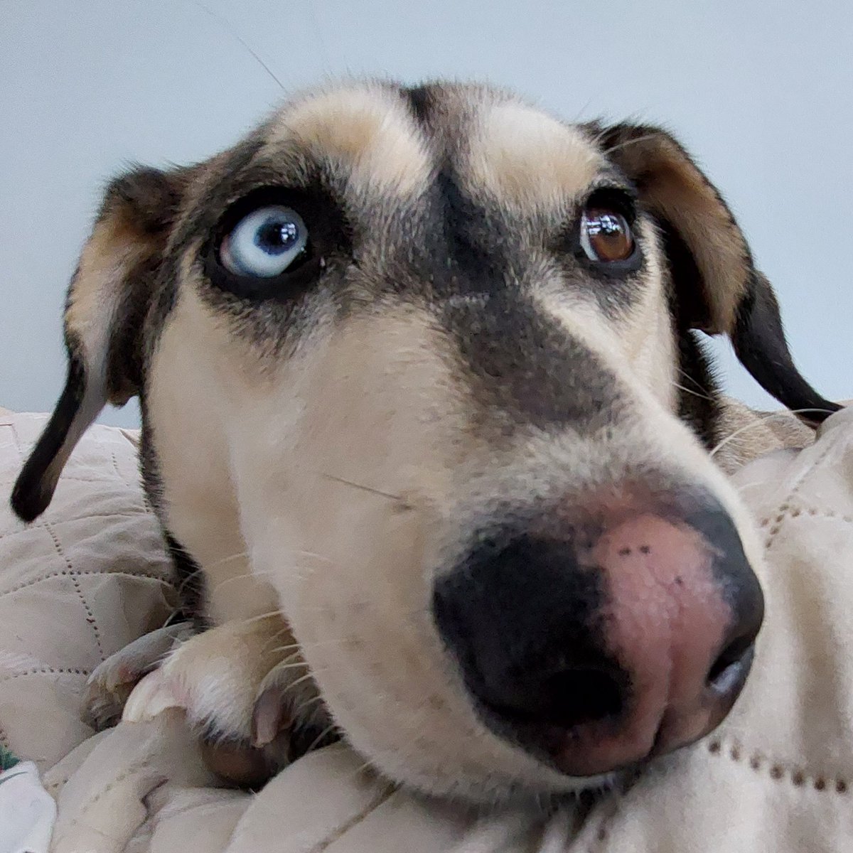 ToddHuski's tweet photo. @NolaTheMuttPup @boopmynose My biggest boop back to you, new friend. https://t.co/H9hGktwbrw