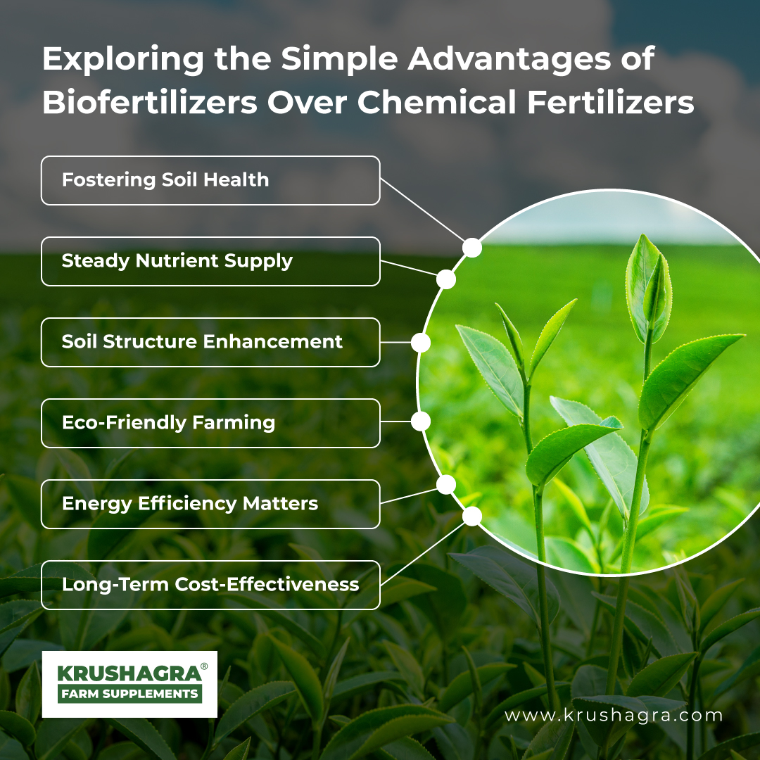 Advantages of biofertilizers over chemical fertilizers showcase the potential of natural solutions in cultivating a healthier, more productive, and environmentally conscious farming future. 

#krushagra #Biofertilizers #chemicalfertilizers #fertilizers #bloginfographic