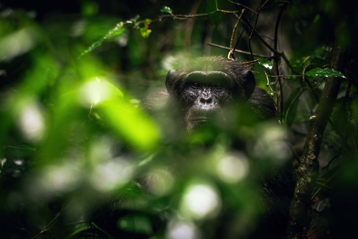 I am merged with Nature | Chimpanzee | Kibale | Uganda
.
.
#chimpanzee #chimps #animallife #apes #primates #biodiversity #africasafari #uganda #ugandawildlife #monkey #global4nature #kibalenationalpark #primatesworld #natgeoafrica #wildlife #natgeocreative #bownaankamal