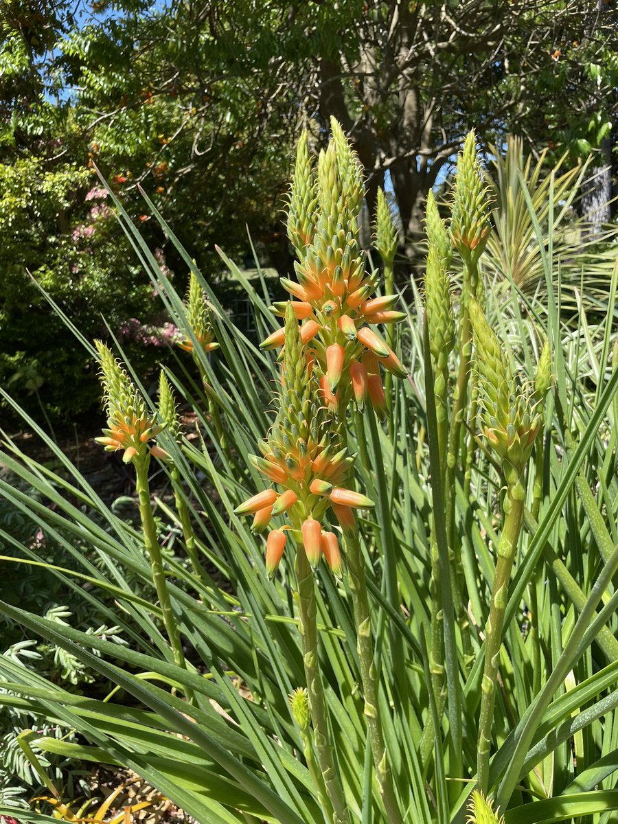 Bundogs's tweet photo. A few pics from work after lunch - it’s a cracker jack day in WBG #warrnamboolbotanicgardens #outandabout #lovingthisweather https://t.co/brQr1IM1dD