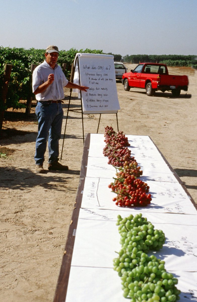 @GrapeResearch @lifeatgallo Dr. Nick Dokoozlian is a well deserved recipient of the #RichSmithAward He's one of very few viticulturist who's made significant research contributions in #raisin table & #wine production systems. Here's Nick discussing CPPU table grape results in 1991 at UC Kearney Grape Day.