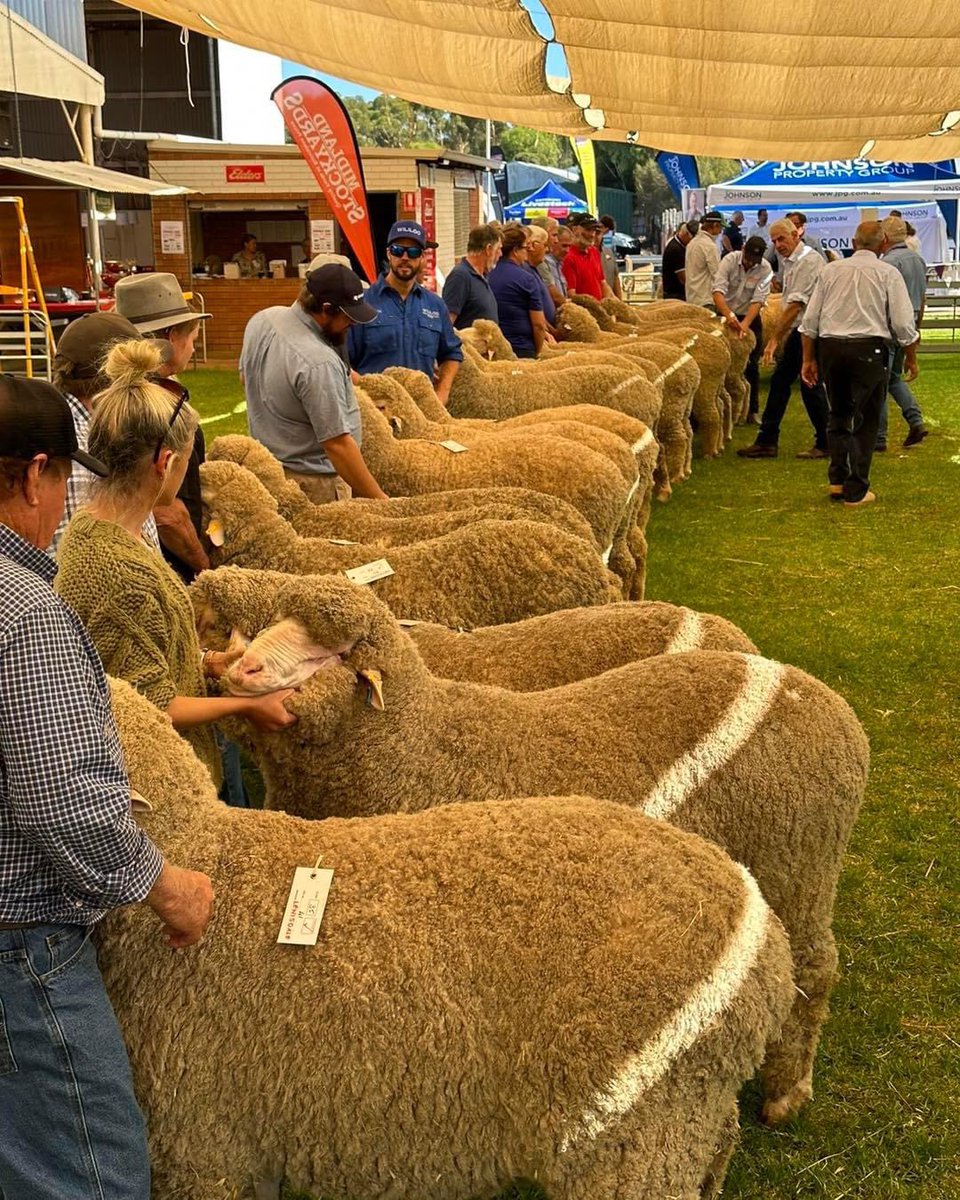 merino_wa's tweet photo. It’s @woolorama time!

🎈8th &amp; 9th March 🎈

🐑MEMBERSHIP online now

🐑LIVESTOCK entries by 23rd Feb

🐑WOOL entries by 5th Mar

🐑YOUNG JUDGES entries by 1st Mar (Co-sponsored by SMBAWA)

🐑CLEAN SHEAR entries by 24th Feb

🐑WOOLHANDLING entries by Fri 24th Feb

#woolorama https://t.co/ZcKLC99BH2