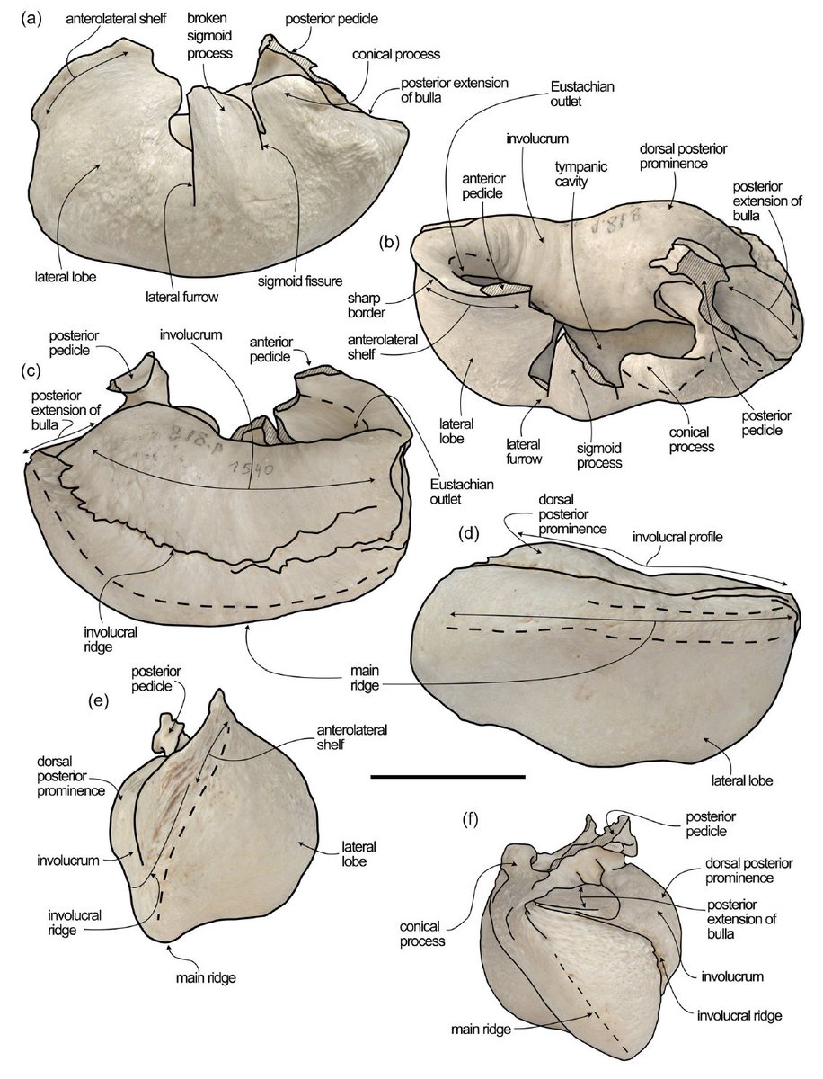bluewhalenews's tweet photo. For all those who wanted to memorize the hearing parts of a blue whale skeleton, here's a paper for you
https://t.co/COyGQzdQHh https://t.co/AGueK27ocH