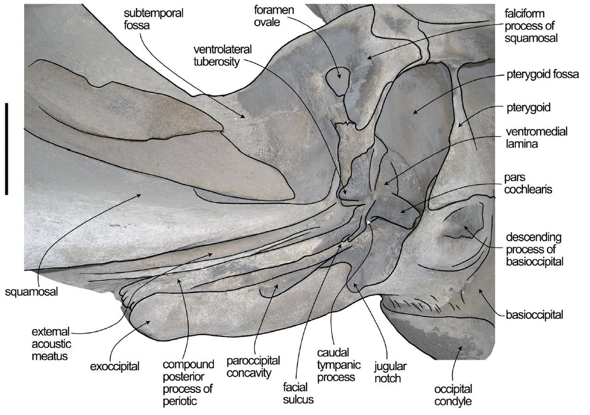 bluewhalenews's tweet photo. For all those who wanted to memorize the hearing parts of a blue whale skeleton, here's a paper for you
https://t.co/COyGQzdQHh https://t.co/AGueK27ocH