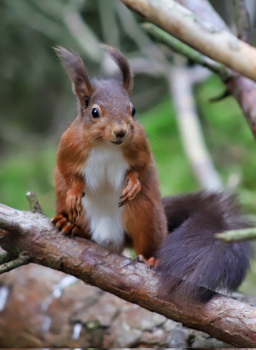 bedlington_reds's tweet photo. If wee guy was on a dating app ❤️
Fabulous tufts &amp; an eye for all the ladies.
Loves a good chase 😊
#saveourredsquirrels https://t.co/JyT3uJR2lL