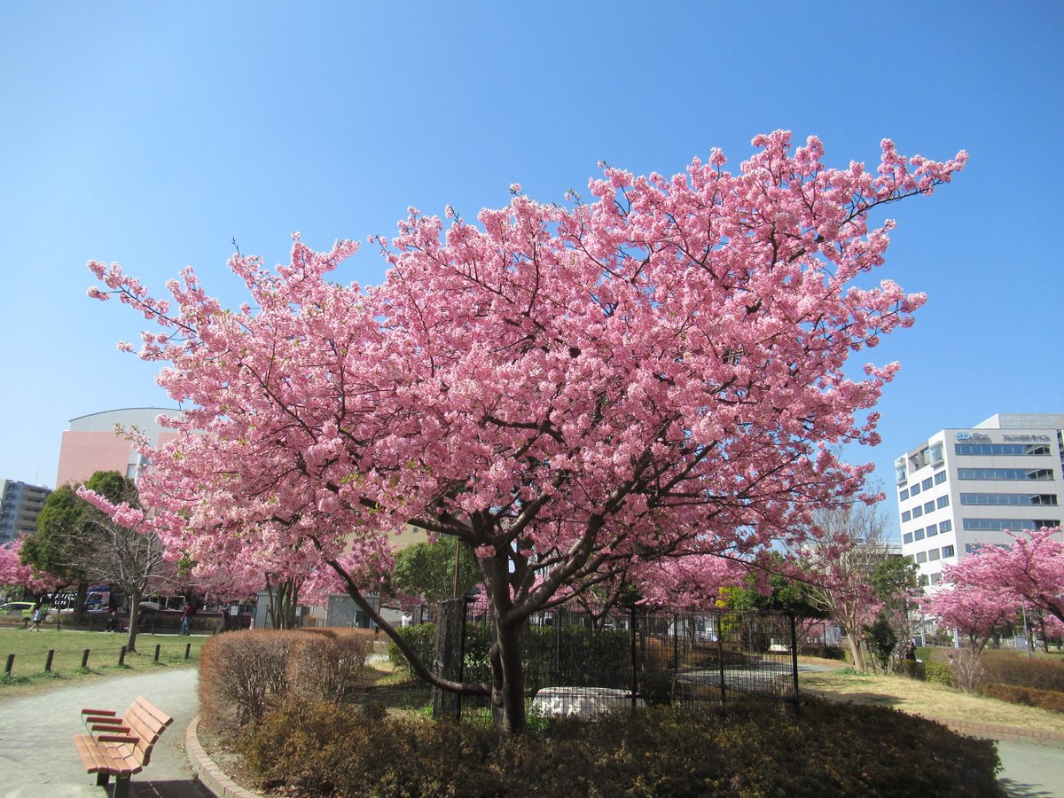 はらっぱ tweet media