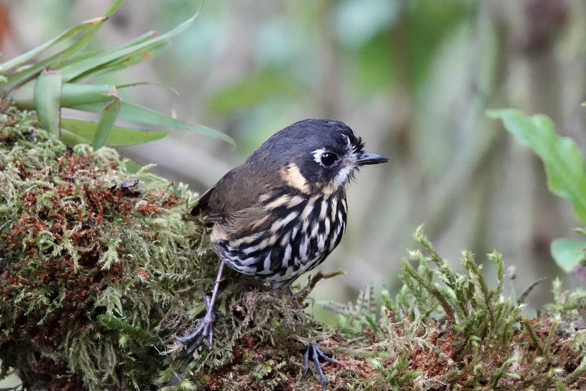 I mean how cute is this? Tiny but perfect, Crescent-faced Antpitta showing oh so well #Colombia number one destination for sheer number of bird species! Join me… #birdwatching #birds #birding #birdtour #Wednesday #BirdTwitter