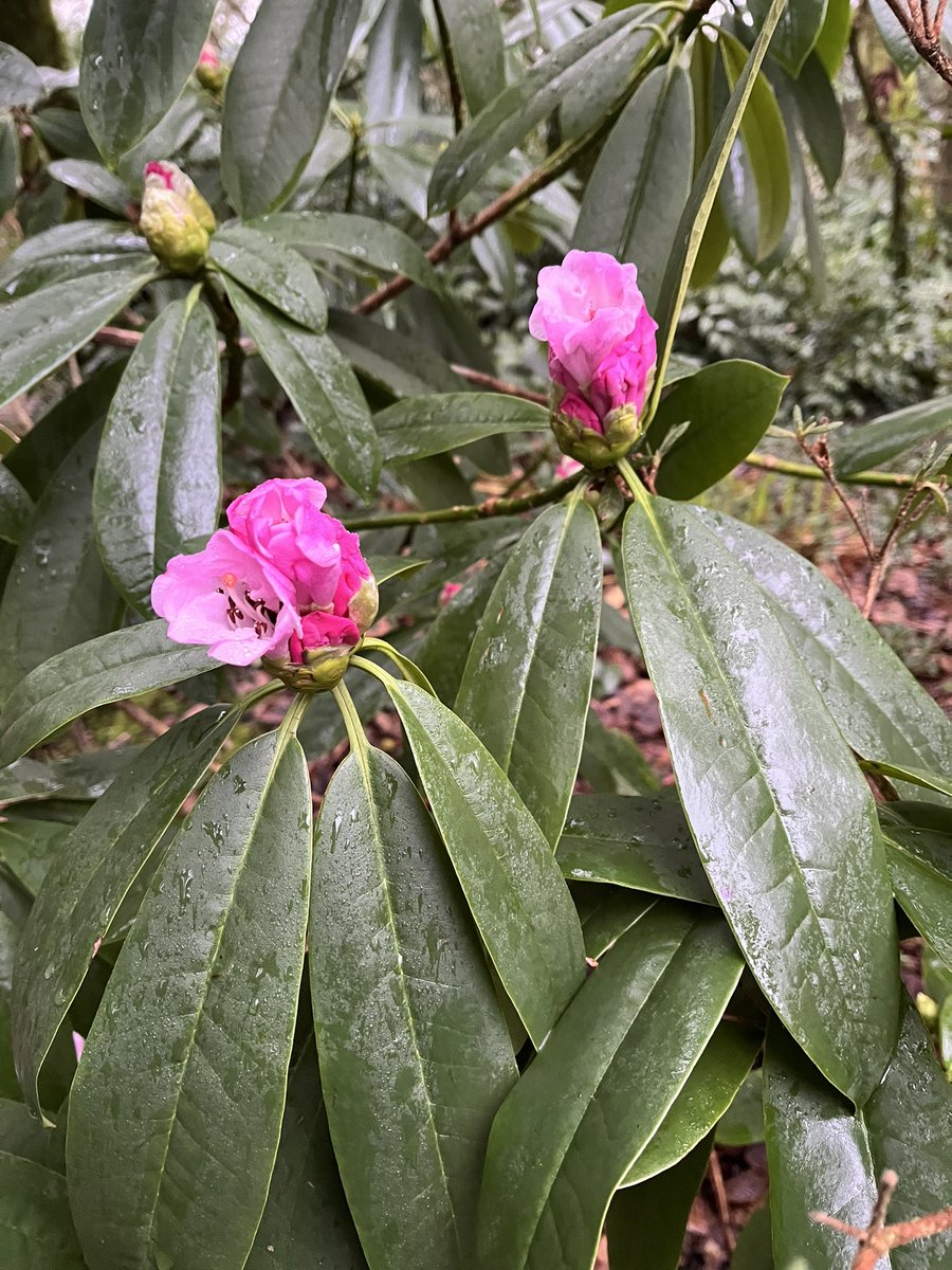 Morning with me on #mycommute is Rhododendron sutchuenense which started flowering in December slowed for a bit in January and is now getting into full swing in February! A true winter wonder @rcm_group @CwllGardenSoc #winter #december #january #february #flowers #rhododendron