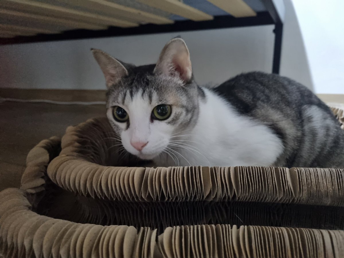 *RT부탁드립니다
사고로 동생이 떠났어요. 그런데 고양이 두마리가 남아있네요.. 친구가 데려간다고 했는데 집주인이 안된다고 해서 갈곳이 없어요
부모님은 연세가 있으셔서 키울수가 없고 저희집은 돌도 안된 아가가 있어요.. 임보나 입양 가능하실분 없을까요