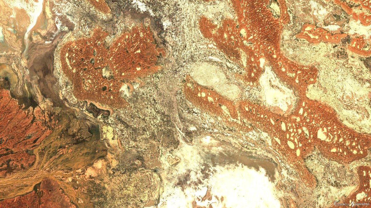 A million ponds and puddles where there are usually none, east of Tibooburra, NSW (Narriearra Caryapundy Swamp National Park). False and true-colour imagery from Sentinel-2 on Wednesday morning. sentinelshare.page.link/4FbH