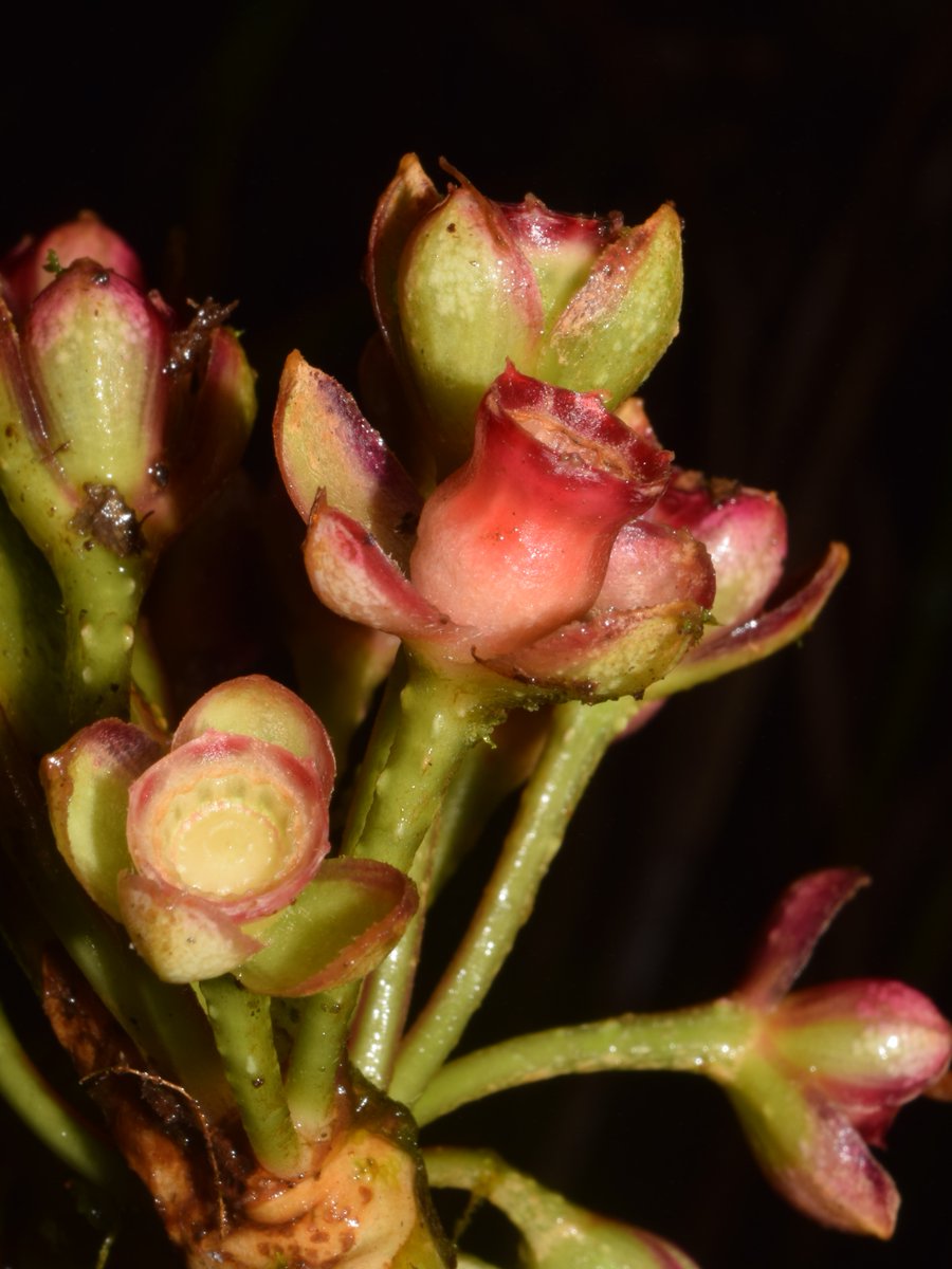 dendrorex's tweet photo. Una Blakea para cinco presidentes! 

En  nuestro ultimo articulo publicamos la especie Blakea quinta, cuyo  epíteto especifico “quinta” hace referencia a los CINCO presidentes que  ha tenido Perú desde que inicie mis estudios de postgrado con  Melastomataceae en agosto del 2019 https://t.co/gk2iqEdMxI