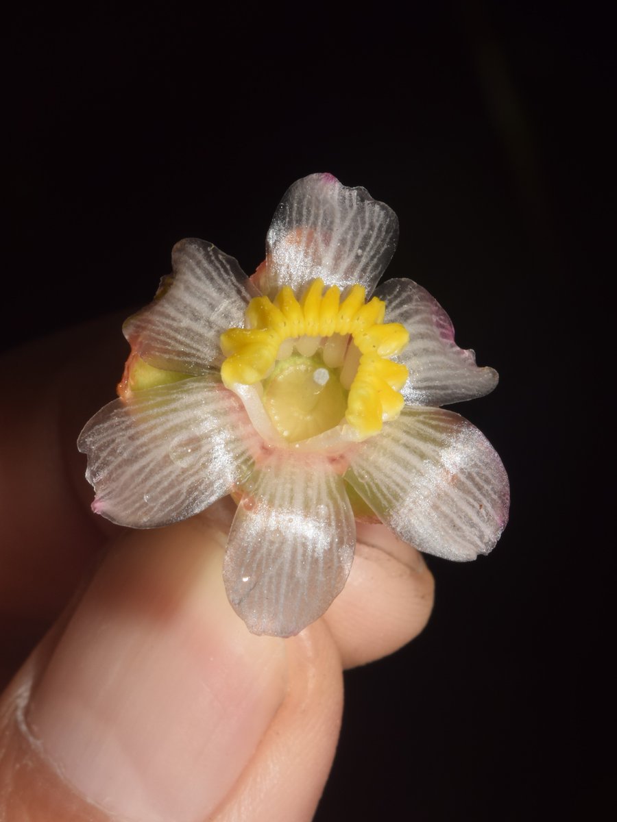 dendrorex's tweet photo. Una Blakea para cinco presidentes! 

En  nuestro ultimo articulo publicamos la especie Blakea quinta, cuyo  epíteto especifico “quinta” hace referencia a los CINCO presidentes que  ha tenido Perú desde que inicie mis estudios de postgrado con  Melastomataceae en agosto del 2019 https://t.co/gk2iqEdMxI