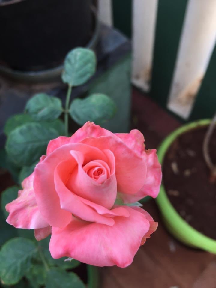 vrundavs's tweet image. #midweekblues ~~?!
Why not ~~ mid week pinks💓

Any day is a pink rose day..
#roses #FlowersOfTwitter #vrupix