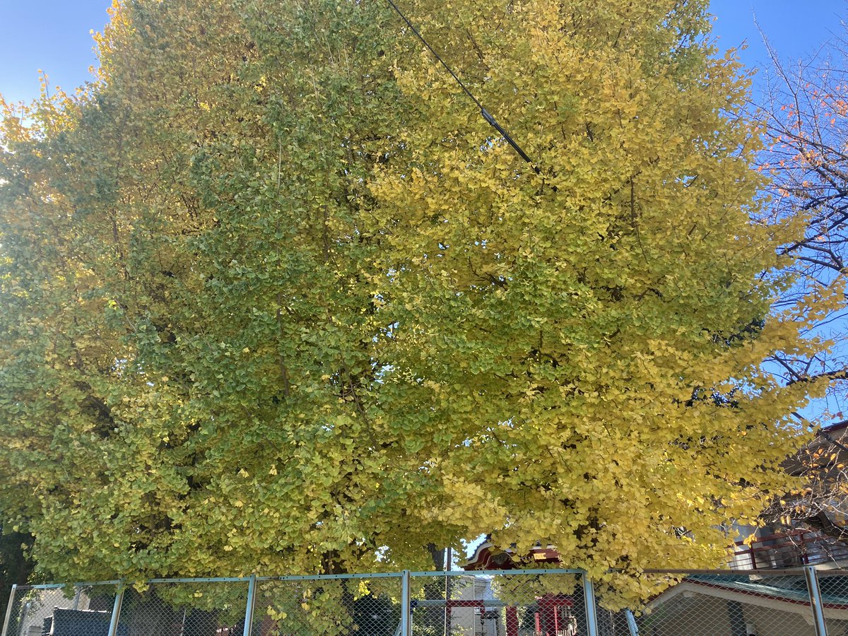 こんにちポム🍎
今日の東京都大田区の天気は晴れ☀️
日差しが暖かく感じます😊

昨日まで道路にあった雪も溶けて無くなってきました⛄️

#企業公式が毎朝地元の天気を言い合う
#企業公式冬のフォロー祭り