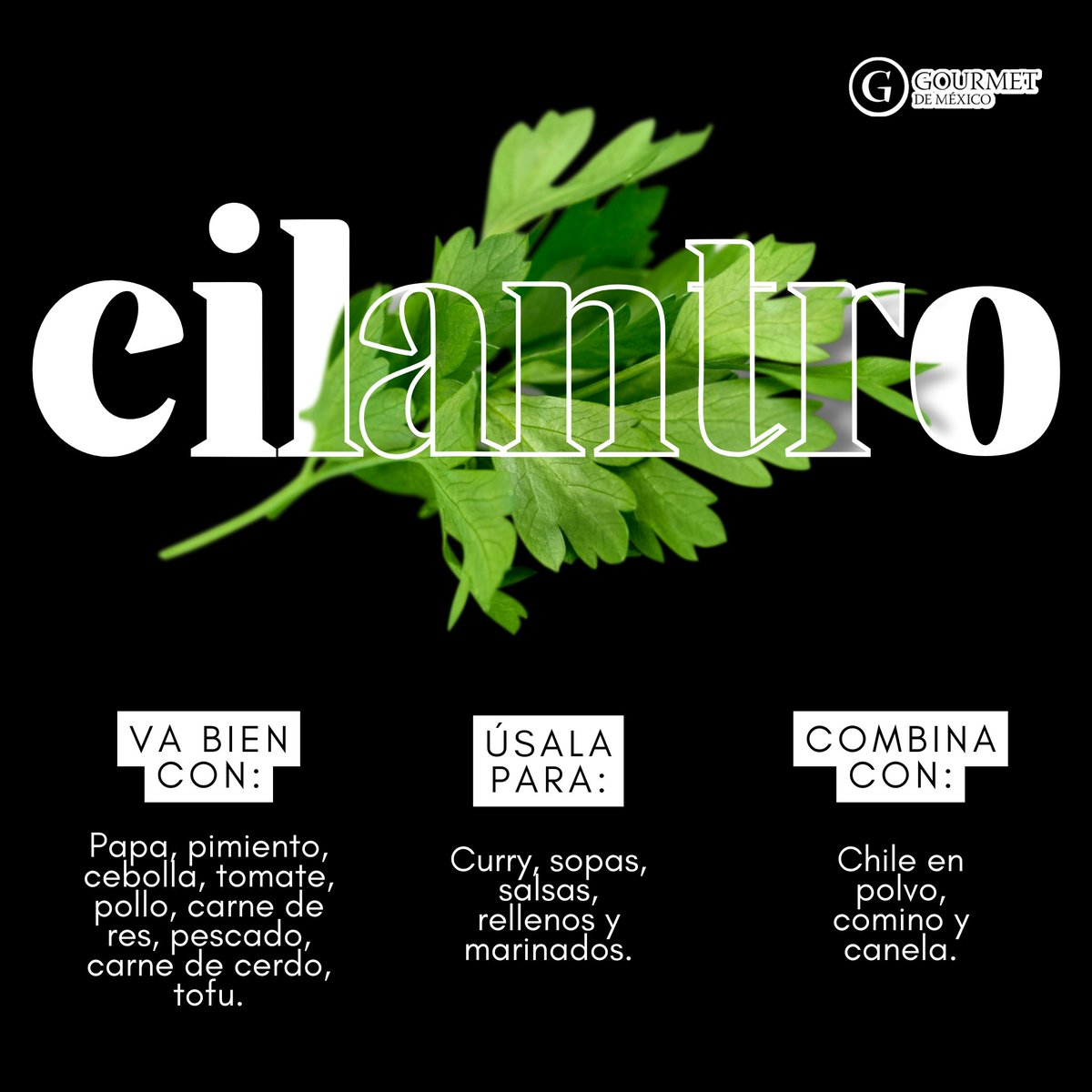 gourmetdemexico's tweet photo. Descubre las combinaciones perfectas para realzar tus platillos con cilantro. Acompaña tus tacos, ceviches y guisos con este fresco y aromático ingrediente que realza el sabor de tus recetas.  🌿

#Cilantro #Hierbasyespecias #TipsGourmet #GourmetDeMéxico https://t.co/YpUiZm83wr
