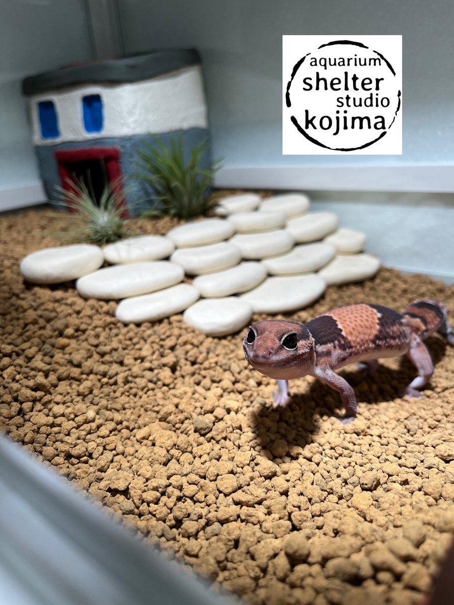 kojishel's tweet photo. 来ました♪ ニシアフ😀
先月神戸に帰省した時にGECKO BASEさんで出会った子です。
天候と私の都合に合わせて送って頂き大変お手数おかけしましたGECKO BASEさんありがとうございました🙇♂️
#GECKOBASE #アクアリウムシェルタースタジオコジマ #コジシェル #コジマシェルター #ニシアフ https://t.co/FEuiVn70Mk