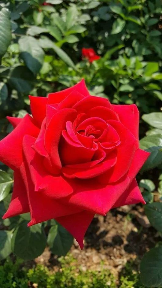Bimla Verma 🦋 tweet media