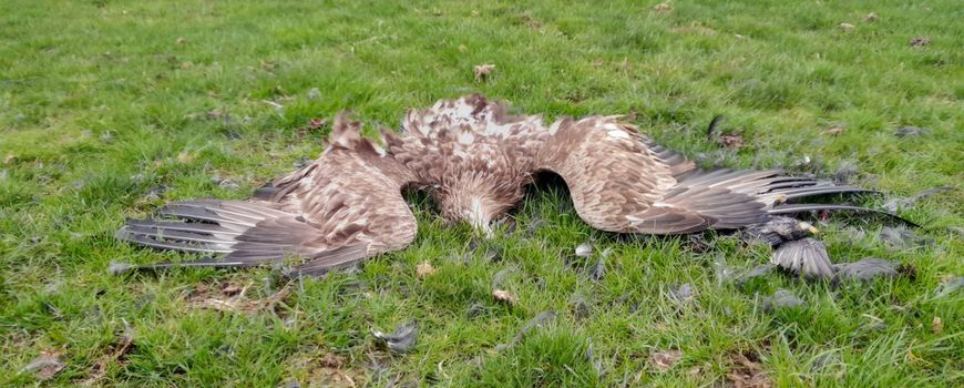 Vergiftigde zeearend in Friesland dlvr.it/T2Q1xc