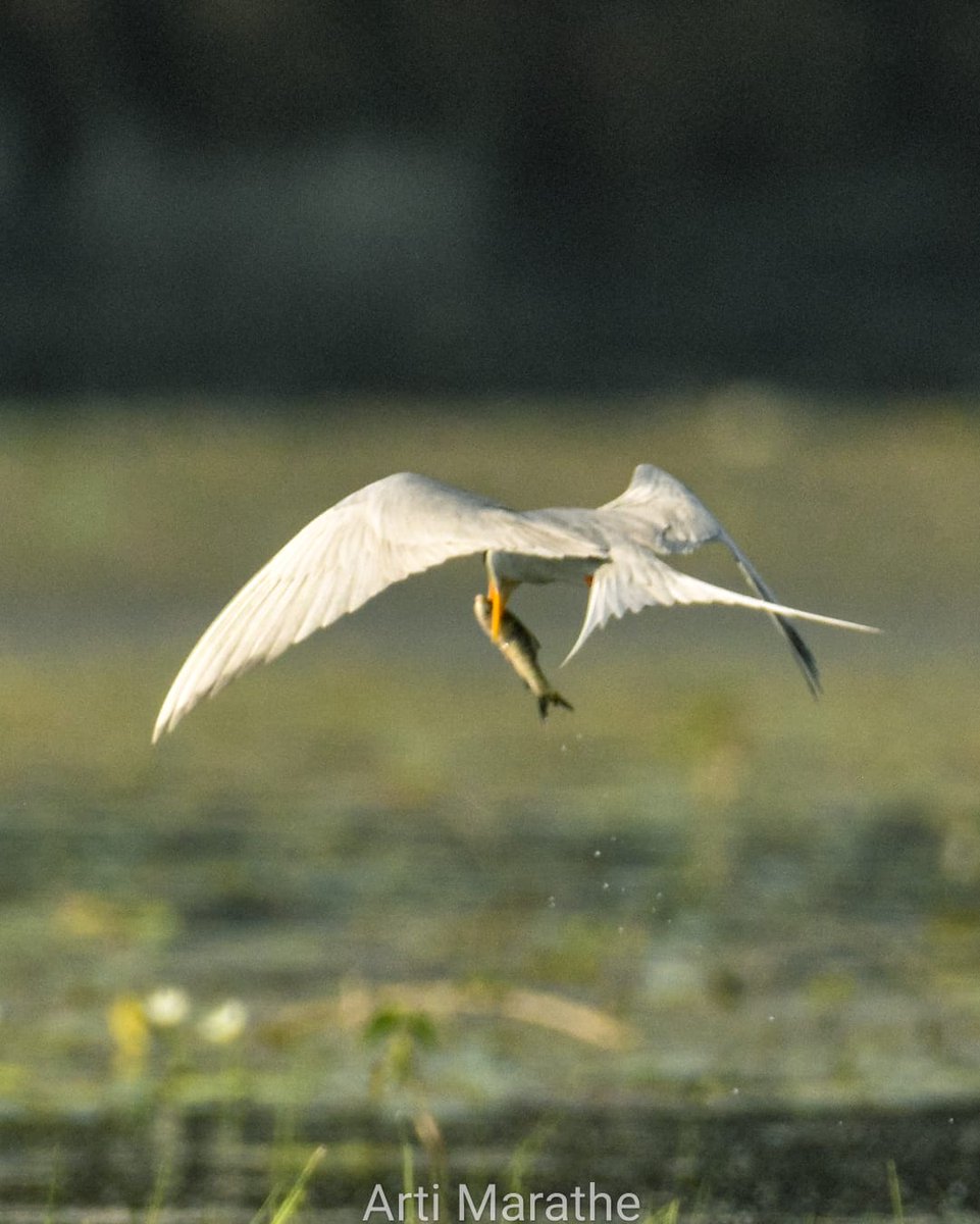 artiscaptures's tweet photo. Tern with a catch
#MissedBirdShots #birdswithcatch #indiaves #ThePhotoHour #wildlife #birdphotography #nature #birdwatching #theme https://t.co/ayafCQD55c