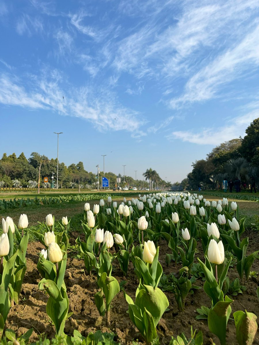 22harsh9's tweet photo. The tulip season is here. A bright spot in the USMLE marathon #NDMC  #tulipfestival https://t.co/4JrjrUZzgK