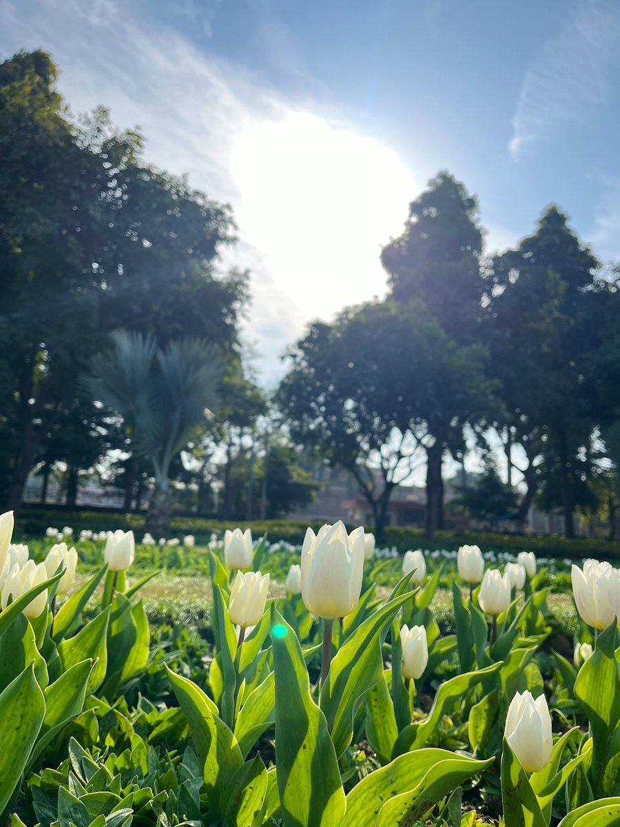 22harsh9's tweet photo. The tulip season is here. A bright spot in the USMLE marathon #NDMC  #tulipfestival https://t.co/4JrjrUZzgK