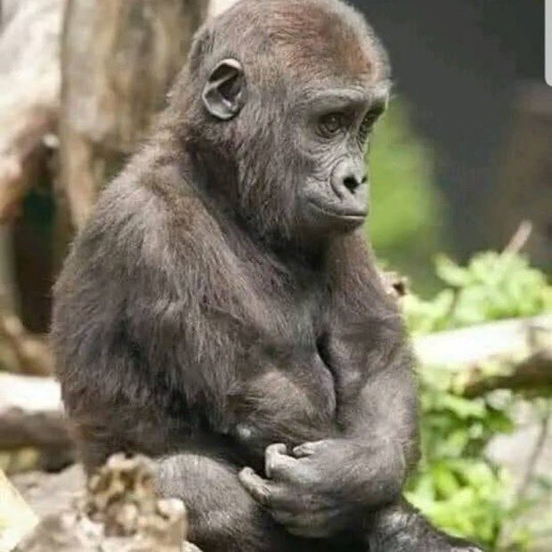 Dóuglas Fir🗽 tweet media