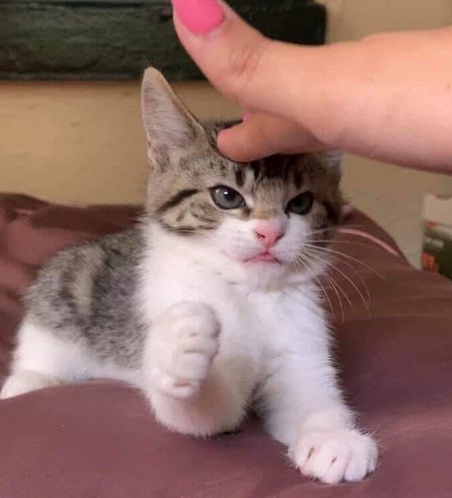Mintzey 🍨🐈 2.0 in progress tweet media