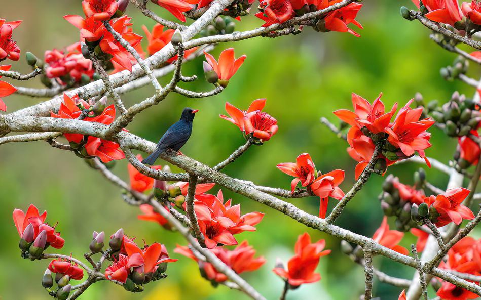 ThisisHainanGov's tweet photo. #ChinaCanvas Springtime in Changjiang Li autonomous county, South China's Hainan province, looks like a scene from a painting. #BeautifulHainan https://t.co/4HrTHzGWgF