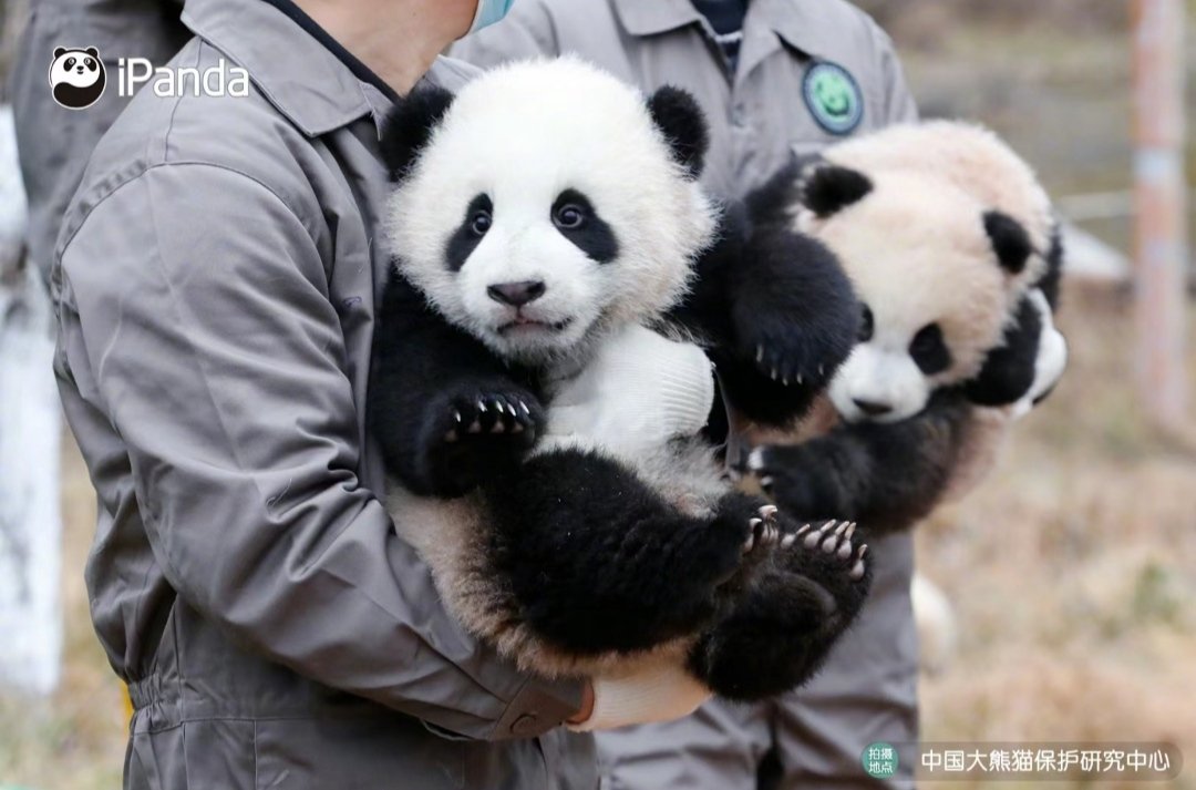 어제 나온 이 아기 판다 정말 후이바오랑 닮았는데, 중국 팬들은 러바오 누나  한원의 아이가 아닐까 추측하고 있어요
#panda #lebao #huibao #러바오 #후이바오