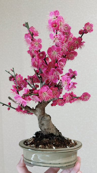 梅の花の良い匂いがする〜🌸 