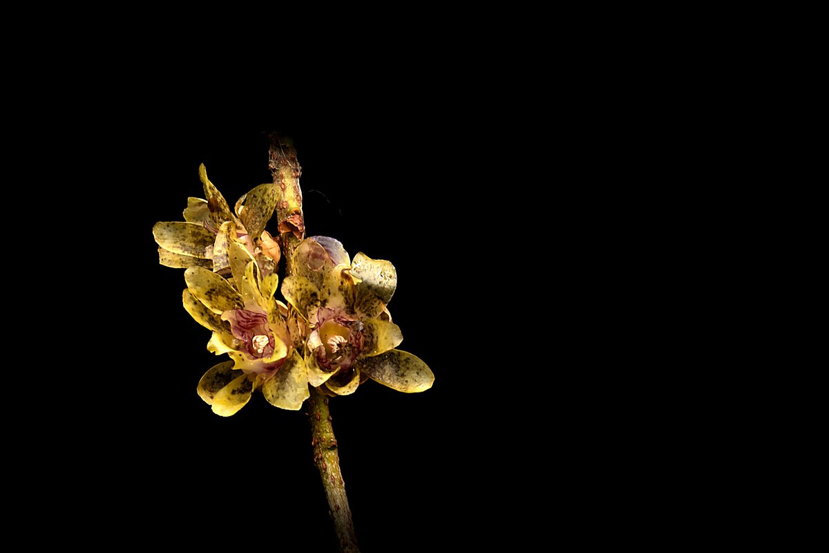 every petal tells a tale of resilience and beauty.
#flowers #nature #flower #photography #love #naturephotography #flowerstagram #garden #art #beautiful #flowerpower #blossom #petals #florals #instaflower #yellowflower #flowermagic #flowerlovers #floweroftheday #botanicalbeauty