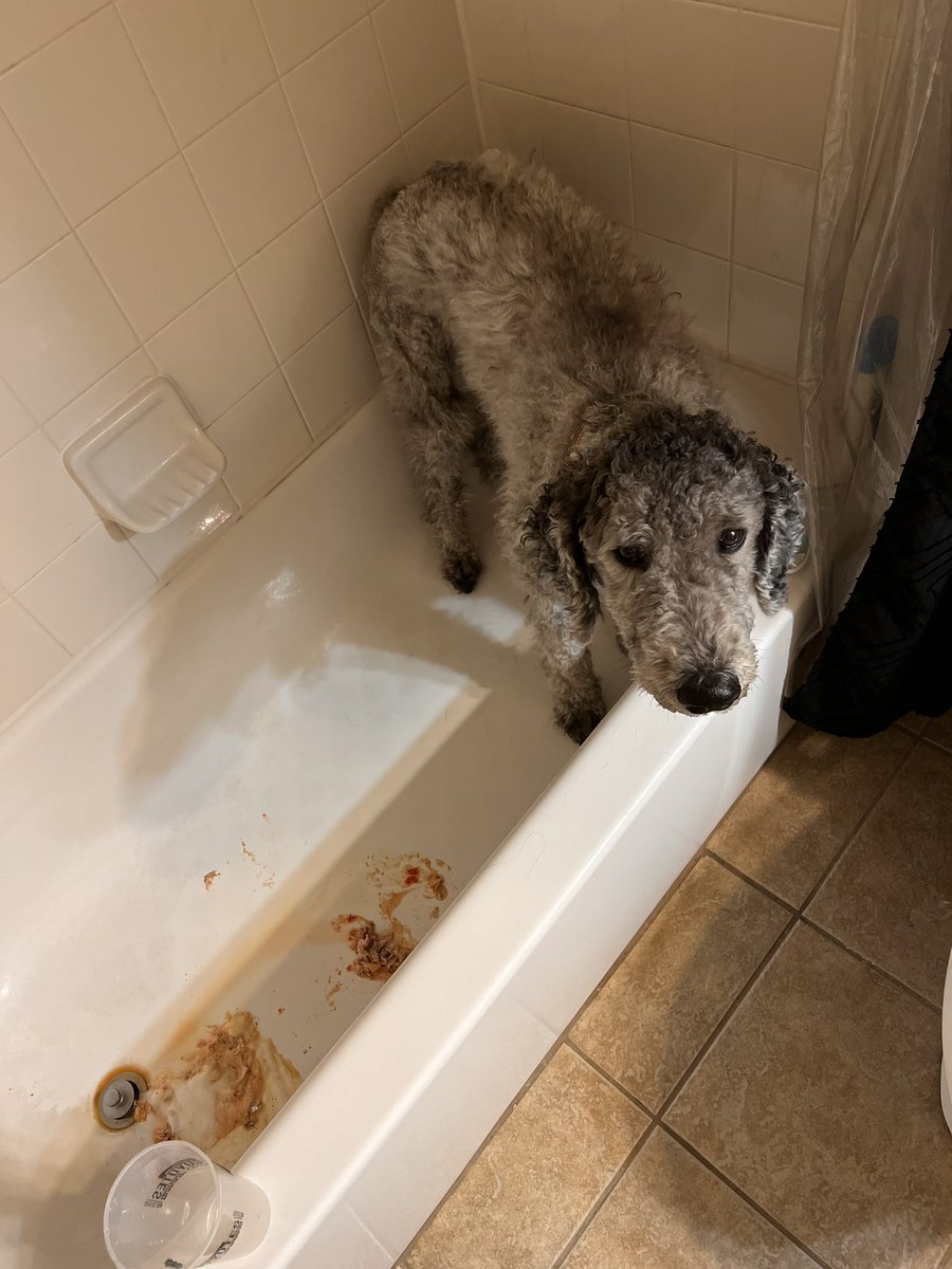 On top of the flu, I ran to the gas station and come home to find out my roommates dog ate an entire bag of cough drops and a handful of Tylenol so guess who got peroxide shoved down his throat because we can’t afford a vet bill🫡