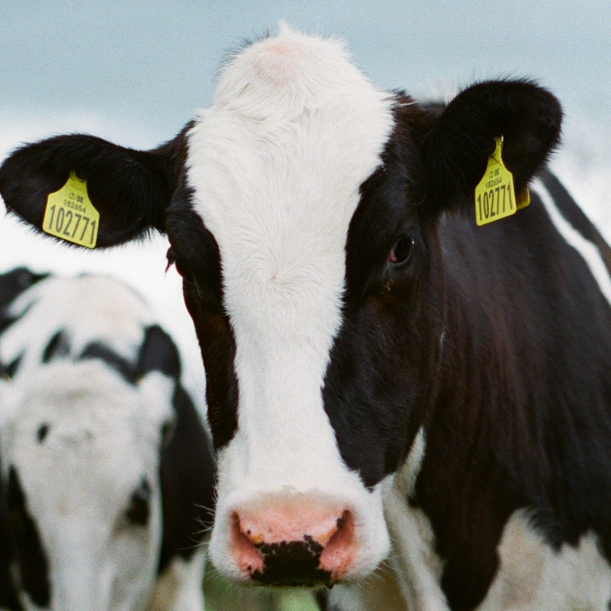 NaturalEngland's tweet photo. Going to @Dairy_TechUK today? 🥛

Our #CatchmentSensitiveFarming advisers are on Stand E10 in Hall 2, ready to talk all things water quality, air quality and slurry management!  

Find out how good slurry management can benefit your farm. 🐄

#DairyTech2024 https://t.co/Vfqfgx8ovR