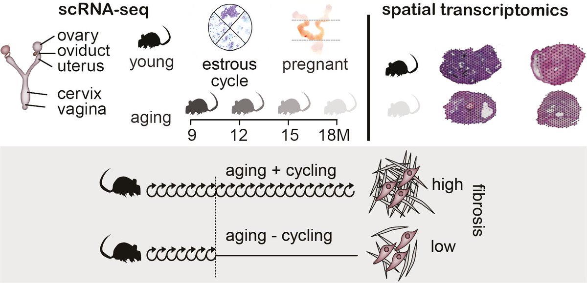 Happy to announce that our story on the effect of #aging and estrous cycling on the female #reproductive tract is out @CellCellPress cell.com/cell/fulltext/… It was a fantastic effort by Ivana Winkler @DKFZ. Follow the 🧵 to find out the unexpected cost of cyclical remodeling...