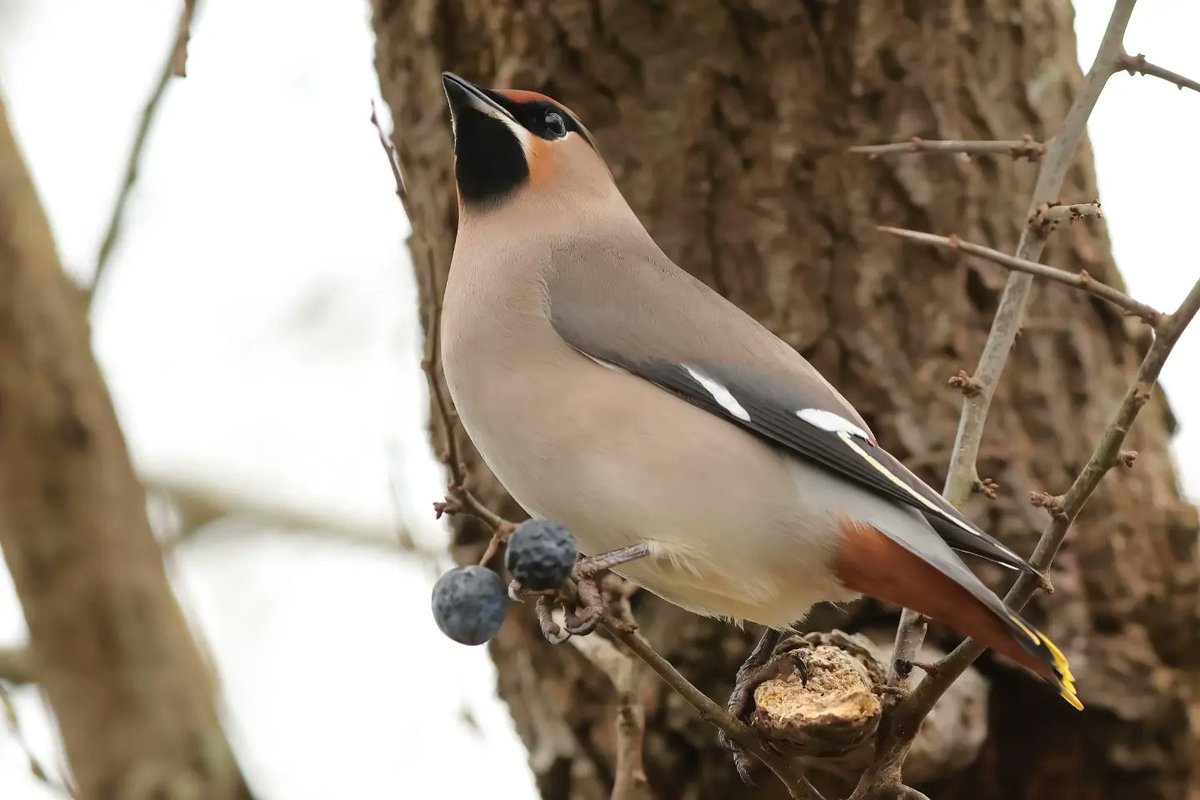 Waxwing 
#teifimarshes @VisitPembs