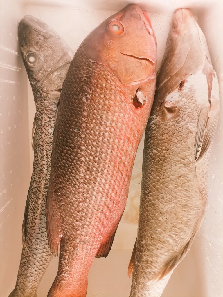 shaahid_96's tweet image. #raimas  #giulhu  #shiraanee 😊 @fishclub_MV  🐠754-9696
#ungoofaarufishclub 🐬