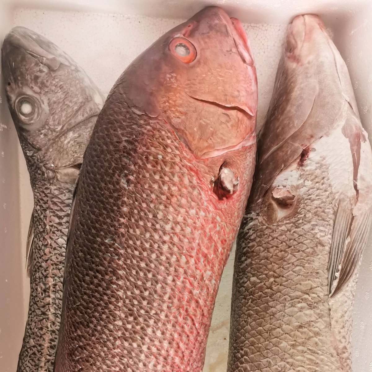 shaahid_96's tweet image. #raimas  #giulhu  #shiraanee 😊 @fishclub_MV  🐠754-9696
#ungoofaarufishclub 🐬