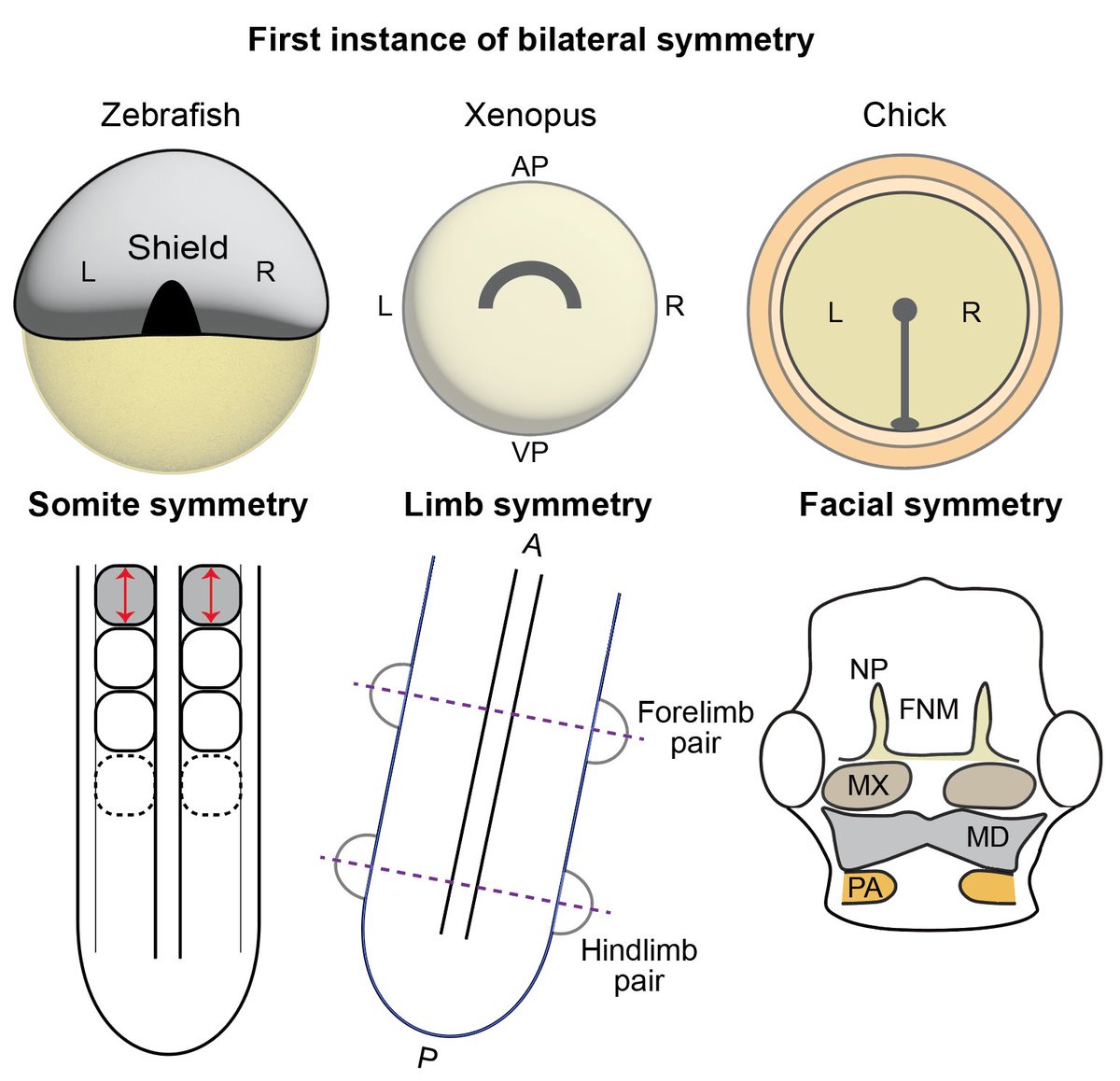 First review from our lab on emergence of #symmetry in #vertebrate embryos from a #development perspective out in Current Topics in Developmental Biology! Written with wonderful students @SiddharthaBard5 @vats315 @bhargava1303 Swarali sciencedirect.com/science/articl…