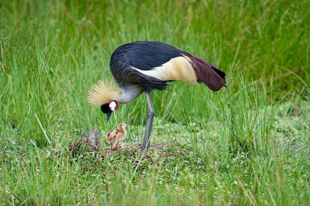 MattStirn's tweet photo. A grey crowned crane and her newborn chick. From a few days ago in Ol Pejeta. On the final stretch of a five week work trip to Kenya and Uganda, it’s been spectacular. https://t.co/31H0tu2r5N