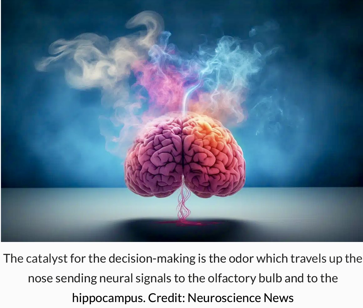 enilev's tweet image. How #Odors Influence Brain’s #DecisionMaking Mechanism

Source: @CUAnschutz 

#neuroscience #Cells #WMC24 #Hippocampus #Olfaction 

👉neurosciencenews.com/odor-hippocamp…

Researchers showed that specific #brain #cells, known as ‘time cells,’ are stimulated by odors to facilitate #rapid ‘go,
