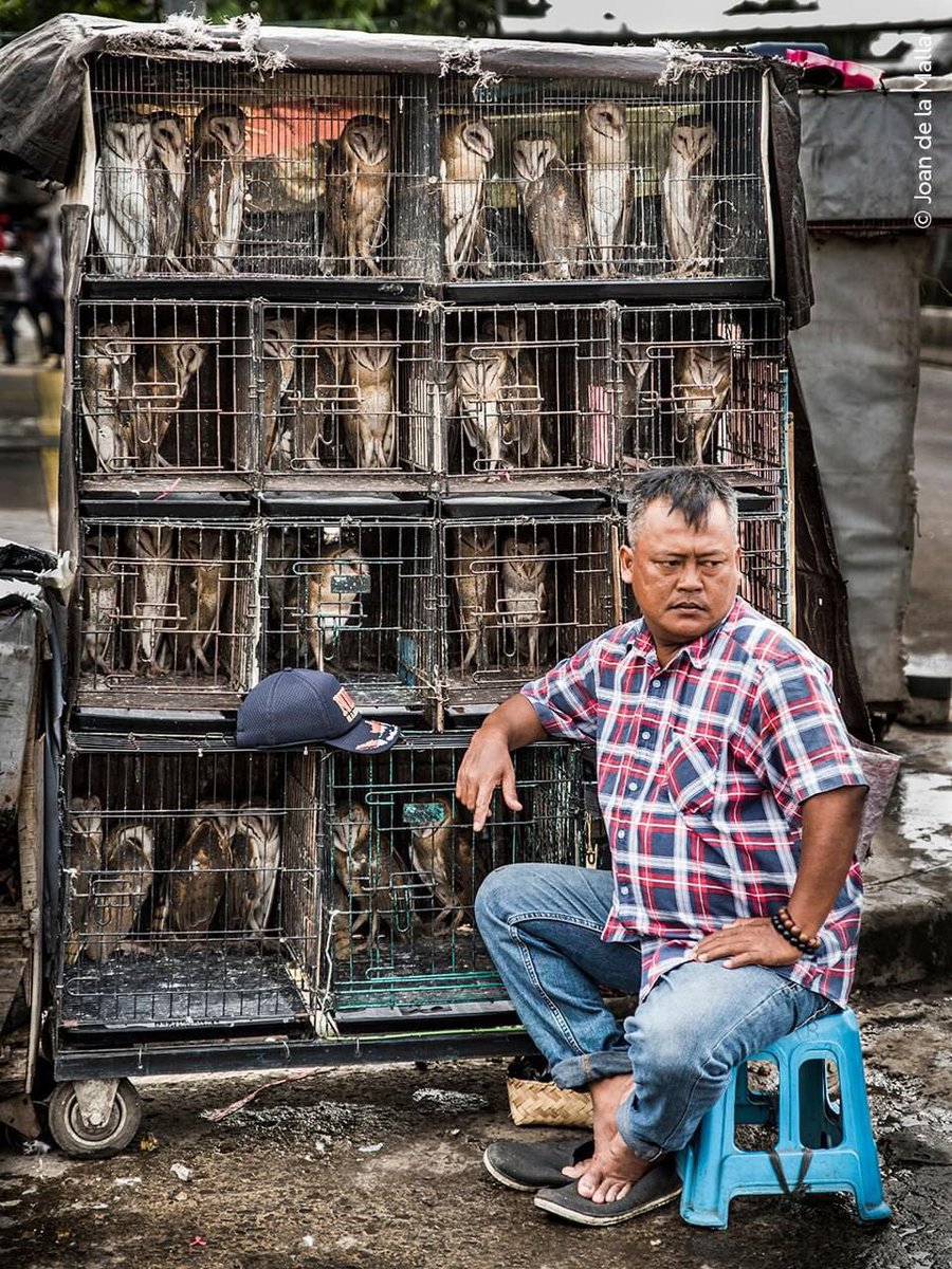 domdyer70's tweet image. ‘The Harry Potter movies have had a big influence on the sale of owls in the bird markets of Indonesia. After watching the movies, many children want to have an owl at home. As a result, the capture and sale of these birds has skyrocketed in Indonesia.’

#WPY59 Instagram guest…