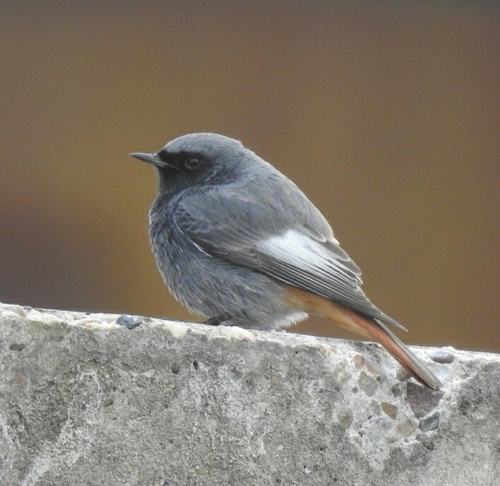 martingreenish4's tweet photo. Caught up with the Black Redstarts at Sharpness Docks this morning with Mrs G @chelle36964384 #GlosBirds https://t.co/oZRR2m46Xe