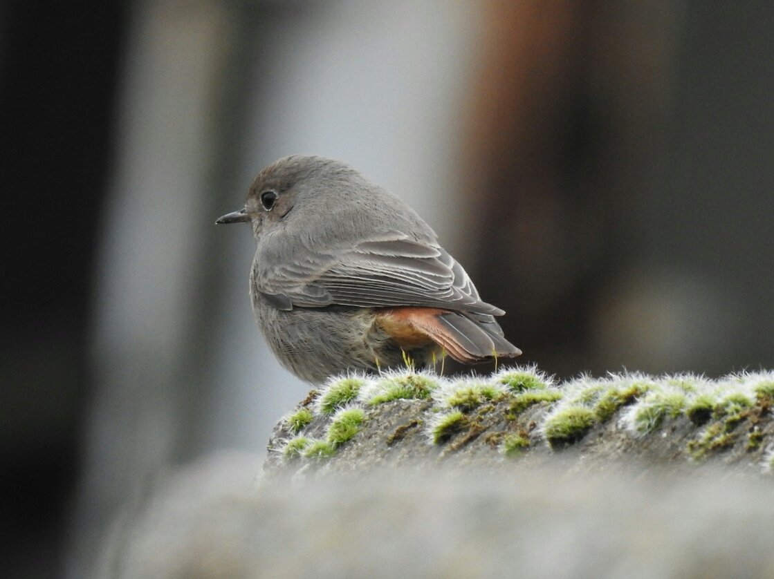 martingreenish4's tweet photo. Caught up with the Black Redstarts at Sharpness Docks this morning with Mrs G @chelle36964384 #GlosBirds https://t.co/oZRR2m46Xe