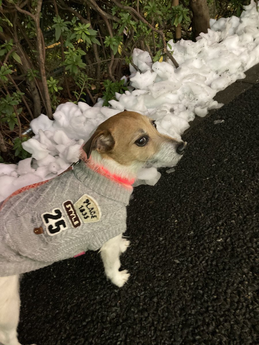 yuko7878's tweet photo. 馴染みが無い雪に戸惑うラムたん。 https://t.co/B8qsI8vt1d