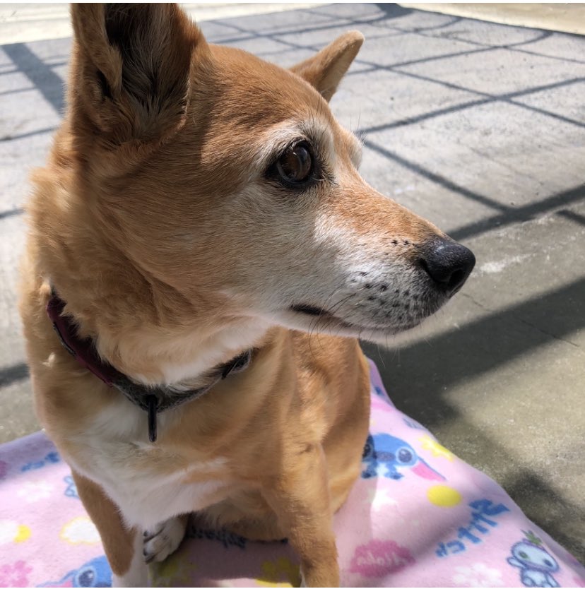 ナッツは未だに見つかりません。
飼い主に聞いたら1月で20歳だったようです。
ナッツが居た道を通る度、よたよた歩いてる姿を思い出します。

#迷子犬 #宮城県 #涌谷町 #大崎市 #拡散希望 #情報お待ちしています